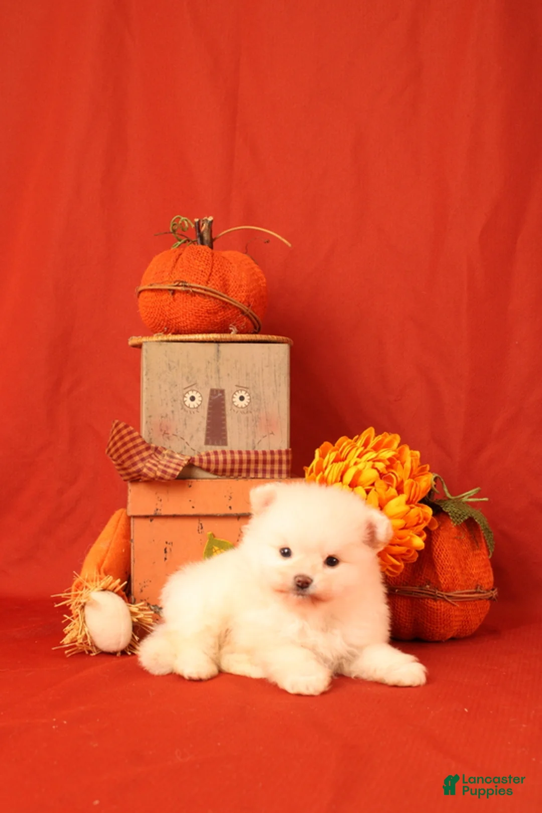 Pomeranian dogs for sale: Jane  - Ad 8