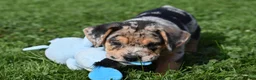 Beabull dogs for sale: Denver - Ad 15