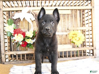 Mixed Breed dogs - Ad 9