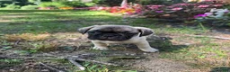Frug dogs for sale: Frug 1 - Ad 8