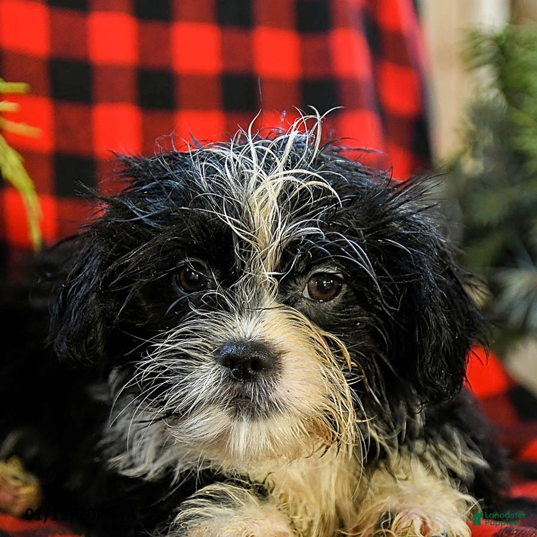 Shih Tzu dogs for sale: Amber - Ad 5