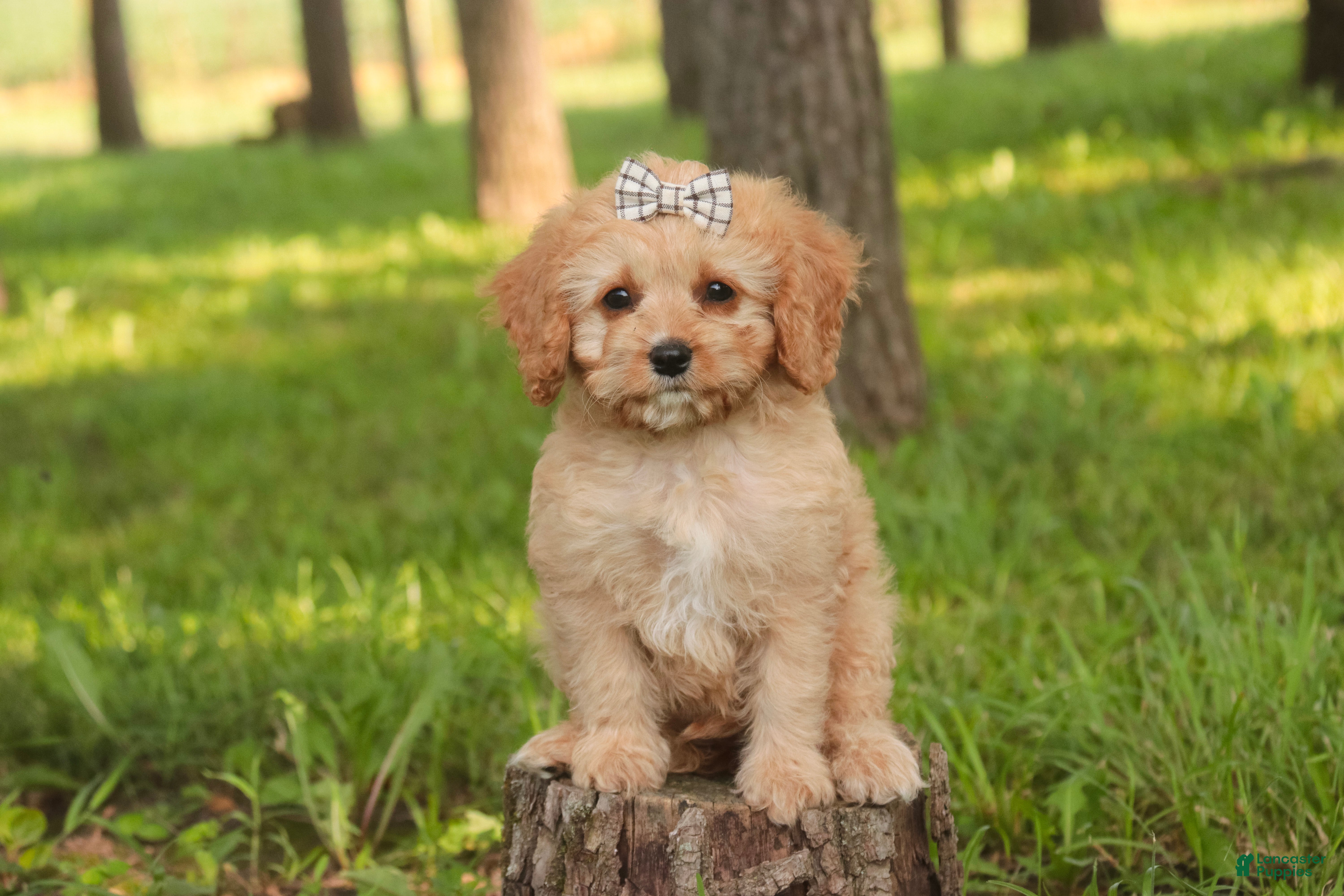 Mixed Breed dogs Buttons Munchkin Bernedoodle - Ad 2
