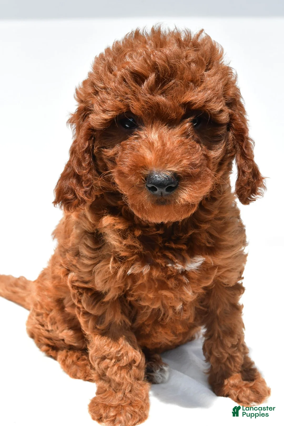 Mini Goldendoodle dogs for sale: Sammy - Ad 2