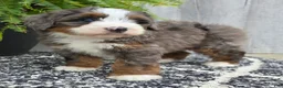 Mini Bernedoodle dogs for sale: Mini Winnie - Ad 4