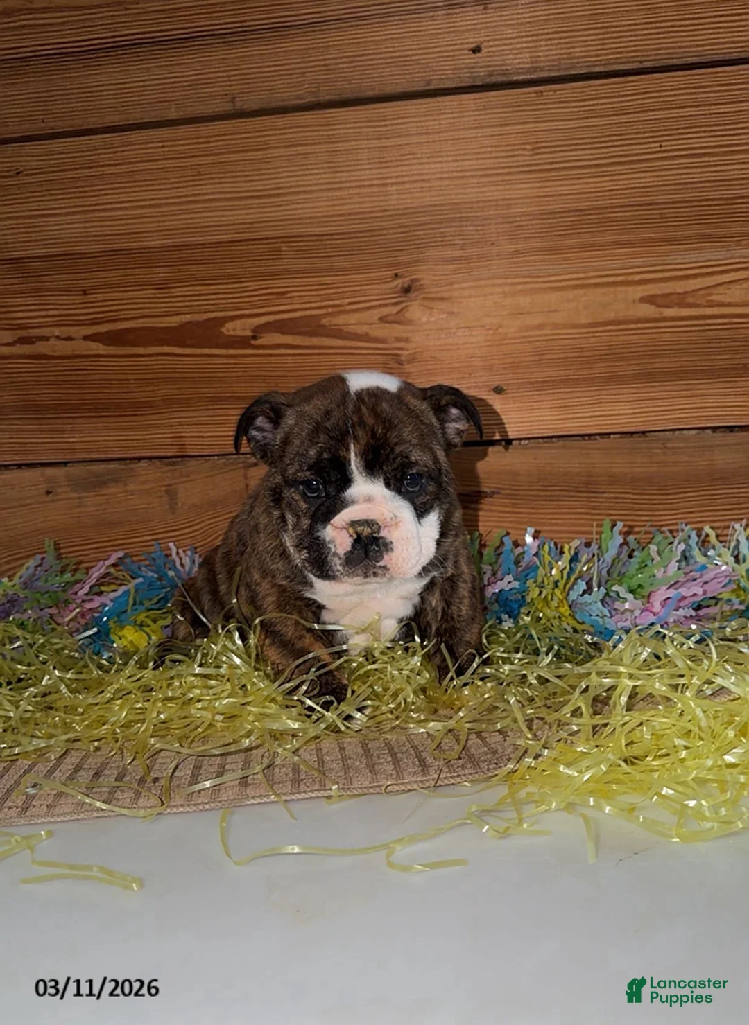 Mixed Breed dogs for sale: Jake - Ad 1