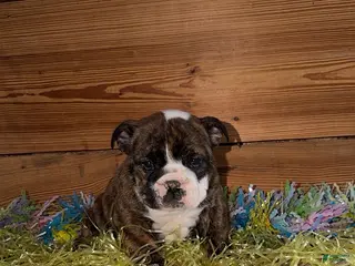 Mixed Breed dogs for sale: Jake - Ad 1