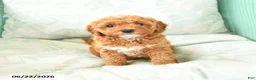 Miniature Poodle dogs for sale: Mariah - Ad 5