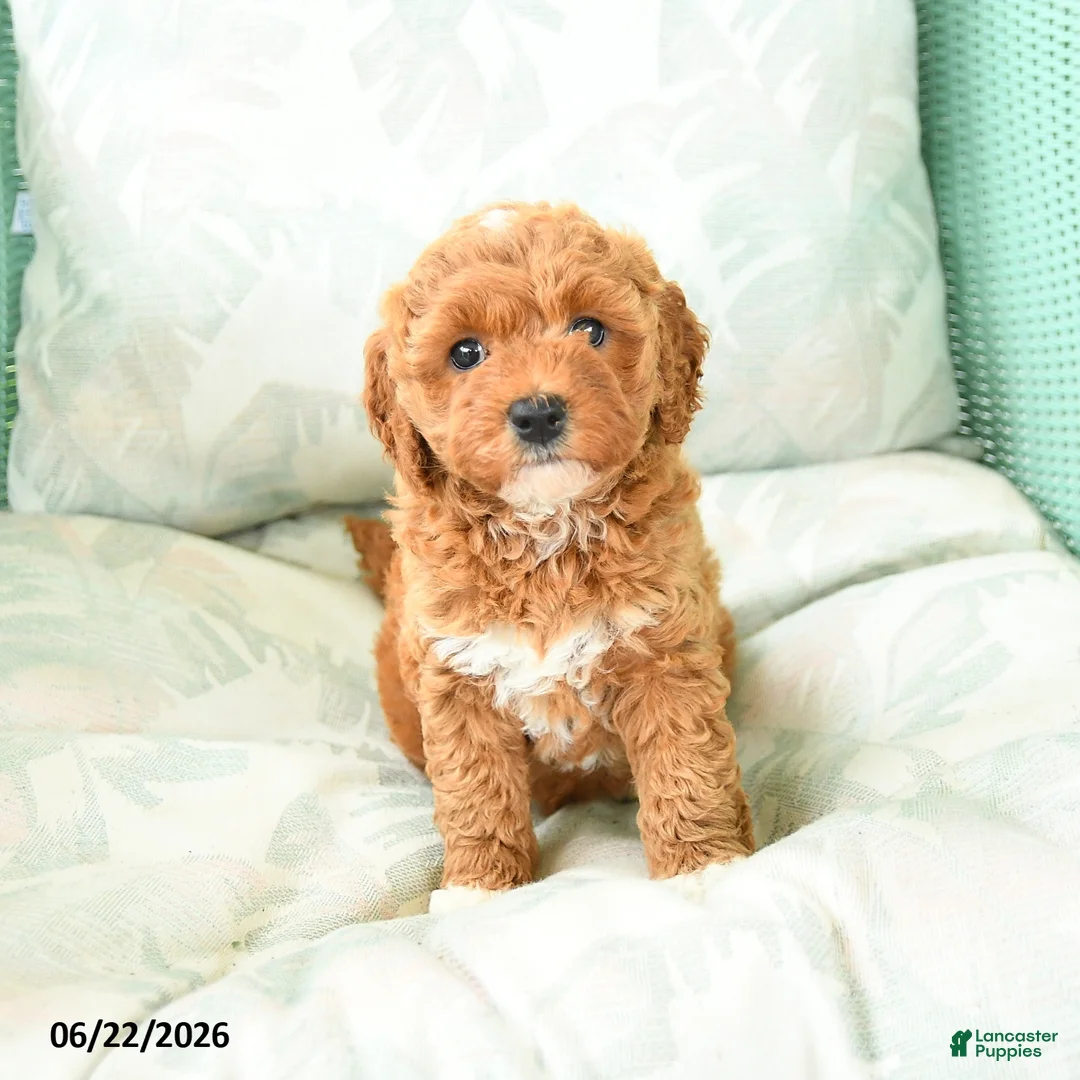 Miniature Poodle dogs for sale: Mariah - Ad 5