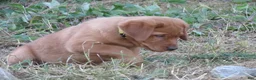 Labrador Retriever dogs for sale: Sandy (yellow collar) - Ad 4