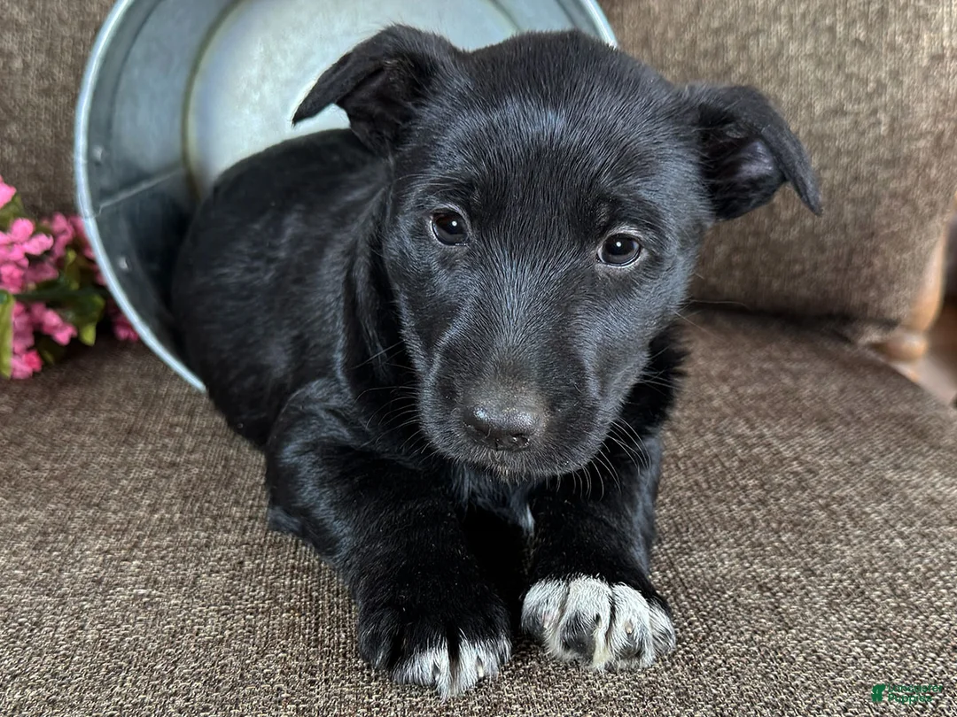 Mixed Breed dogs for sale: Barney - Ad 2