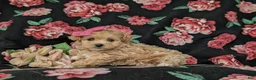 Maltipoo dogs for sale: Sierra 6 lbs full grown - Ad 4
