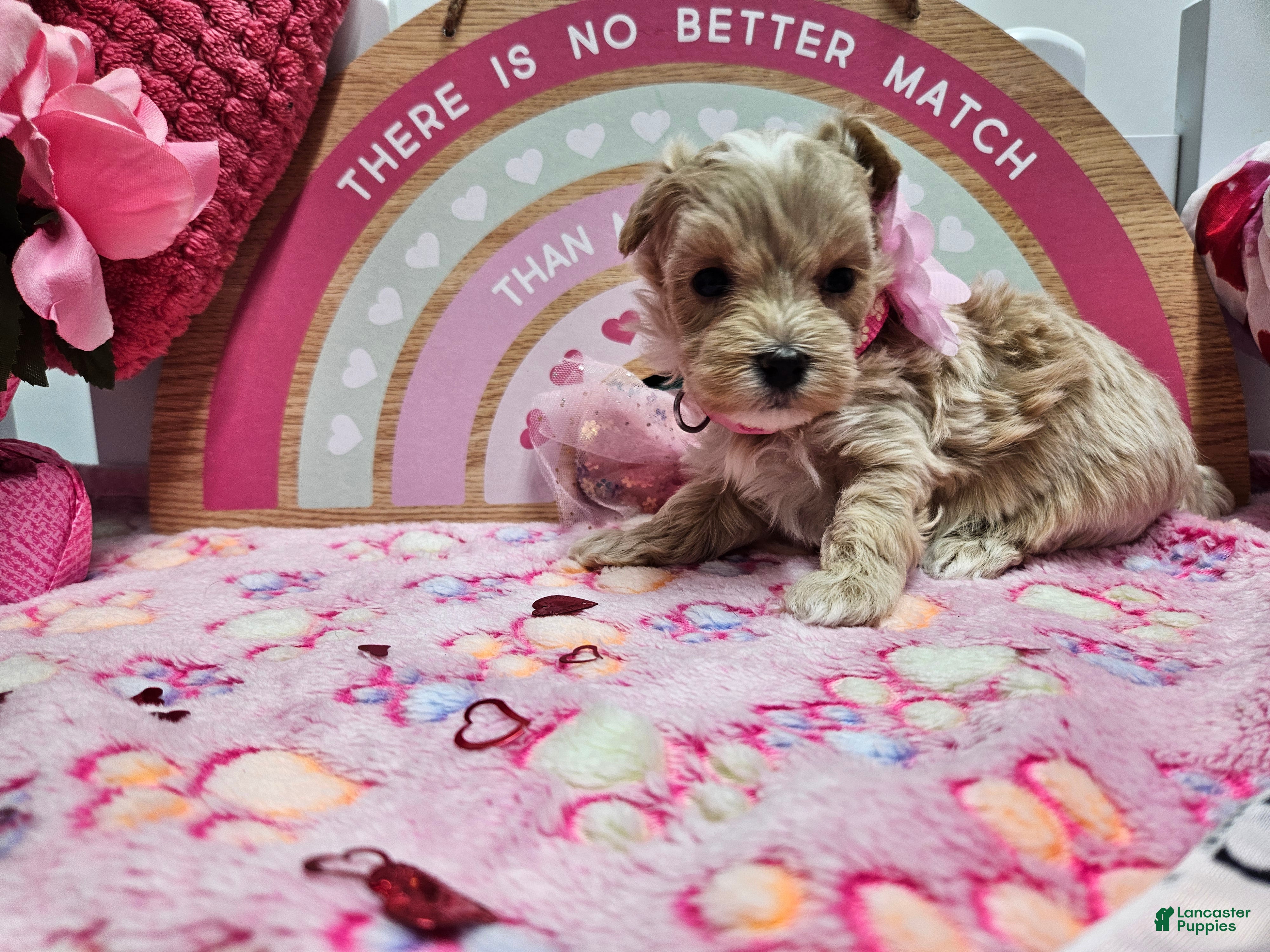 Maltipoo dogs Maltipoo Serena - Ad 1