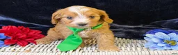 Cavapoo dogs for sale: Ripley - Ad 7