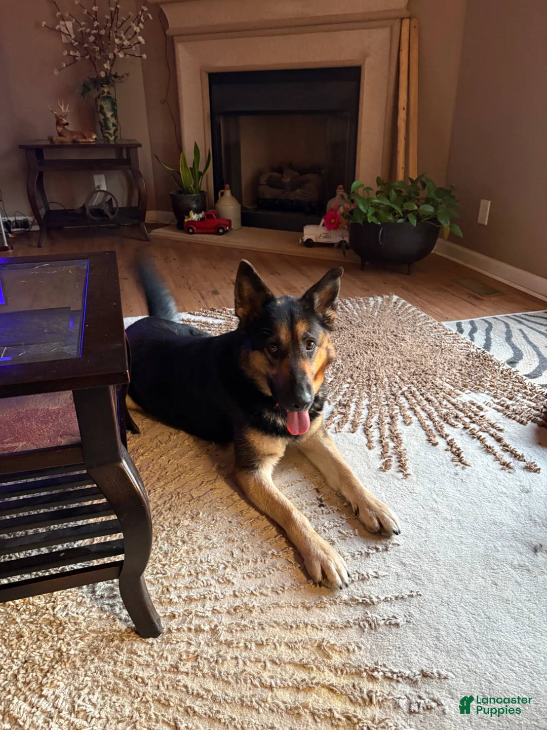 German Shepherd dogs for sale: German Shepherd Boyd - Ad 2