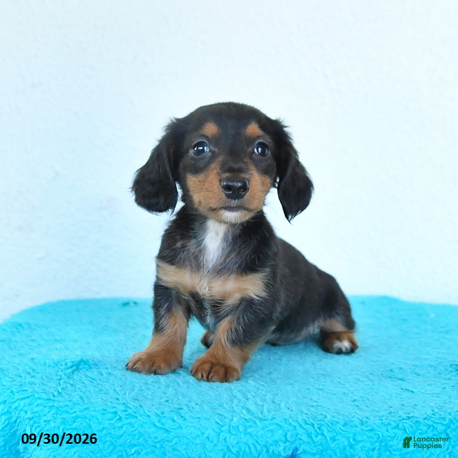 Miniature Dachshund dogs Cedar - Ad 2