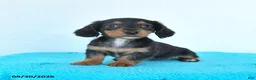 Miniature Dachshund dogs for sale: Cedar - Ad 2