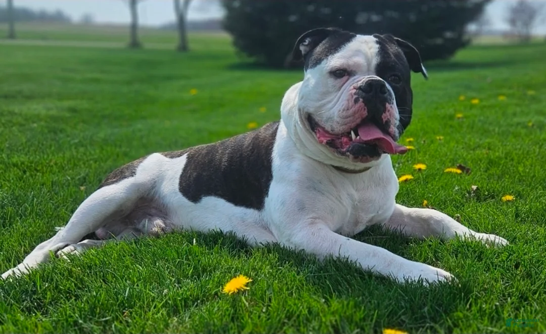 Olde English Bulldogge dogs for sale: Cheddar FEMALE - Ad 17