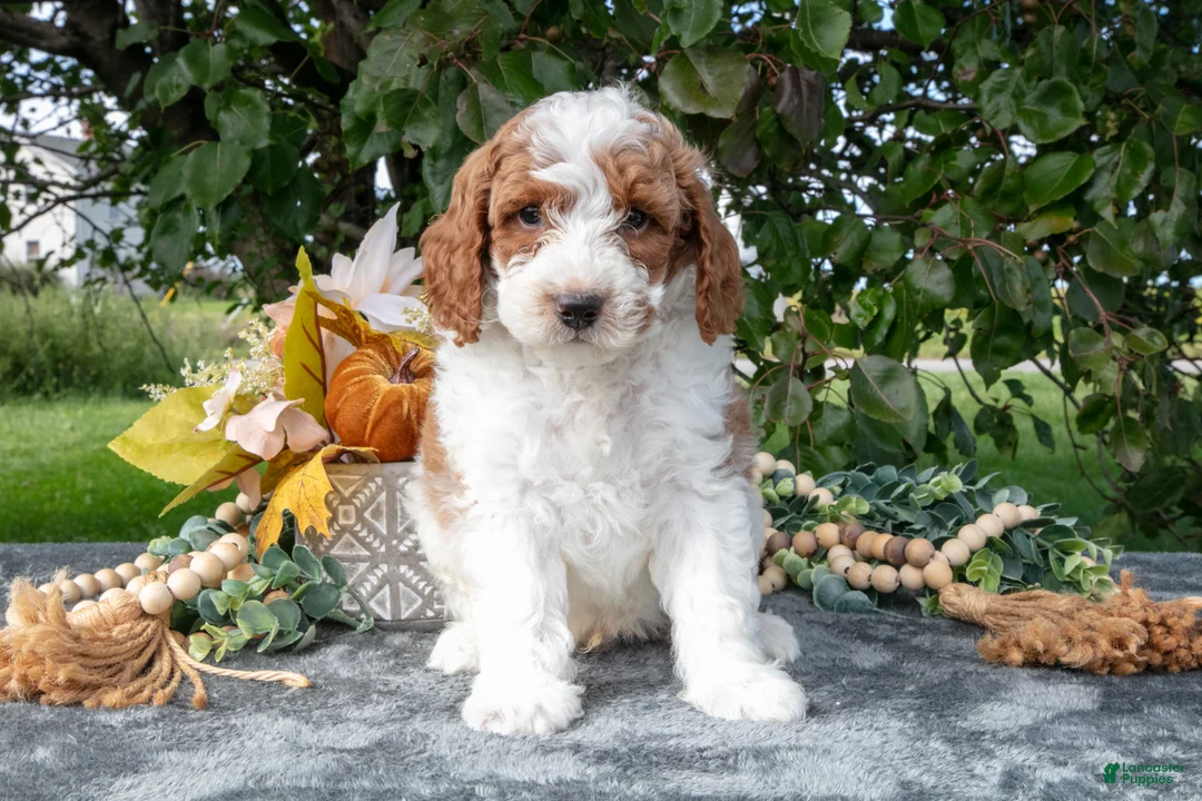 Miniature Poodle dogs for sale: Trax - Ad 2