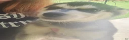 Siberian Husky dogs for sale: Siberian Husky Puppy 2 - Ad 16
