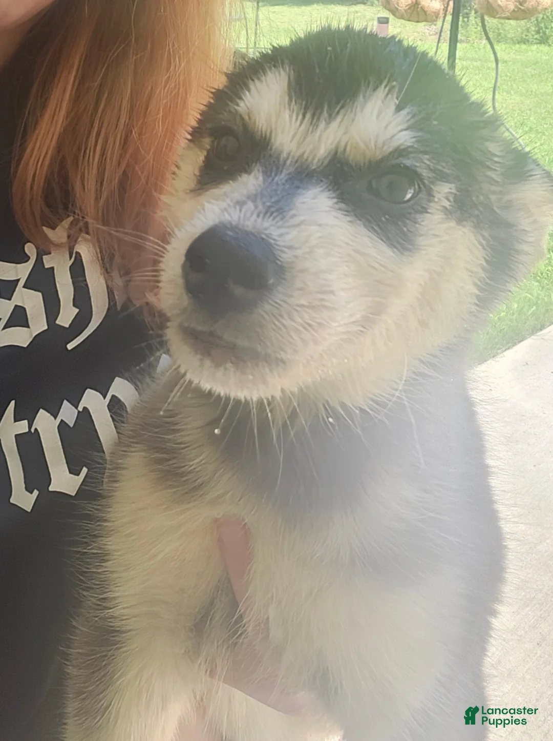 Siberian Husky Puppy 2 Siberian Husky for sale in Byhalia