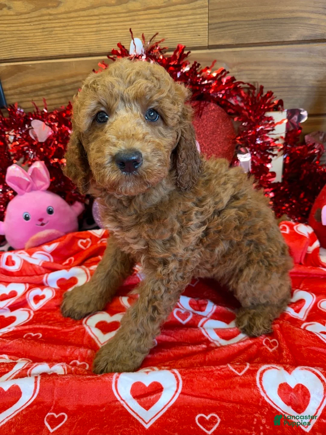 Labradoodle dogs for sale: Kelly - Ad 4