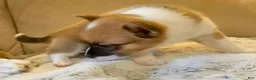 Mixed Breed dogs for sale: Janus - Ad 8