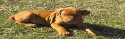 Rhodesian Ridgeback dogs for sale: Rhodesian Ridgeback Puppy 2 - Ad 3