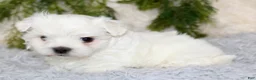 Maltese dogs for sale: Puppy 1 - Ad 2
