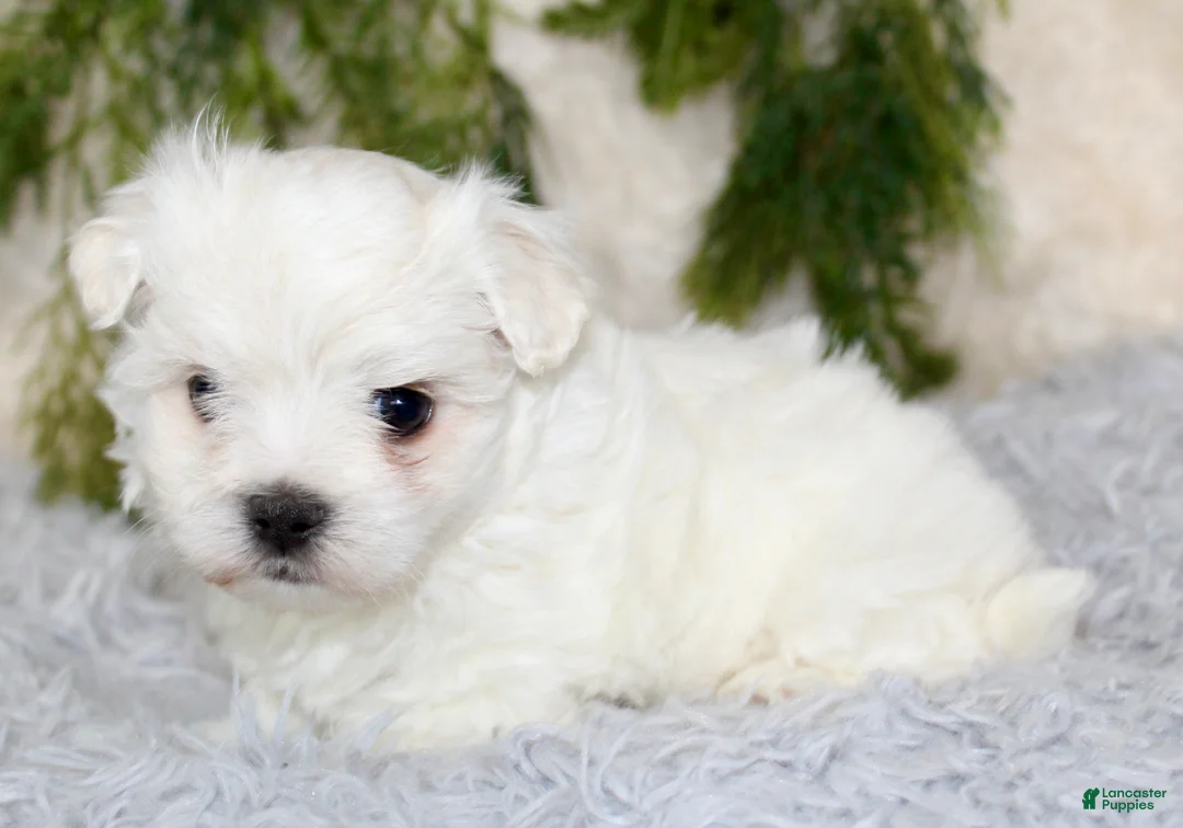 Maltese dogs for sale: Puppy 1 - Ad 2