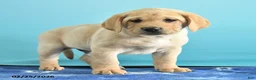 Labrador Retriever dogs for sale: Gabe - Ad 3