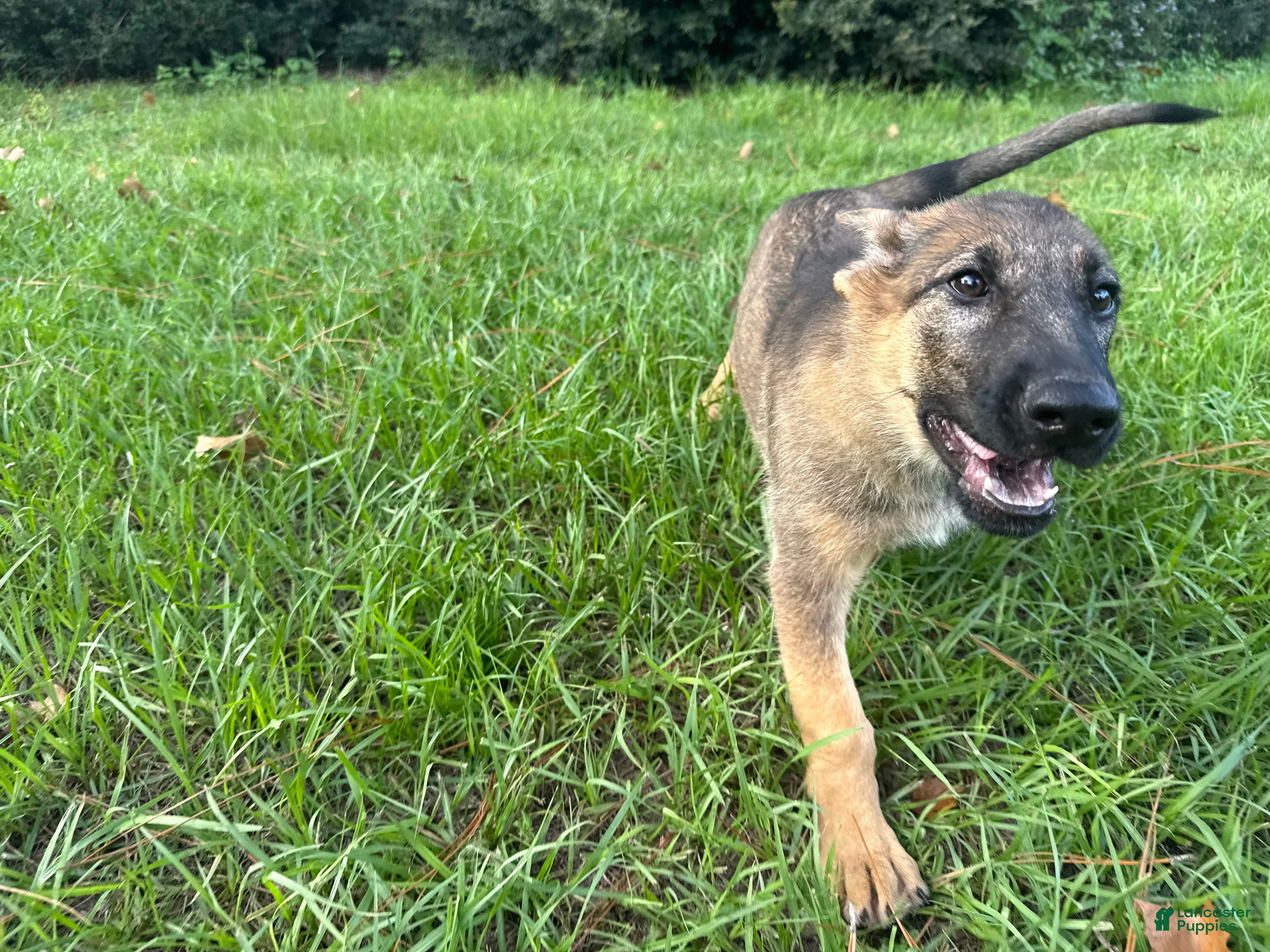 German Shepherd dogs Daphne - Ad 1
