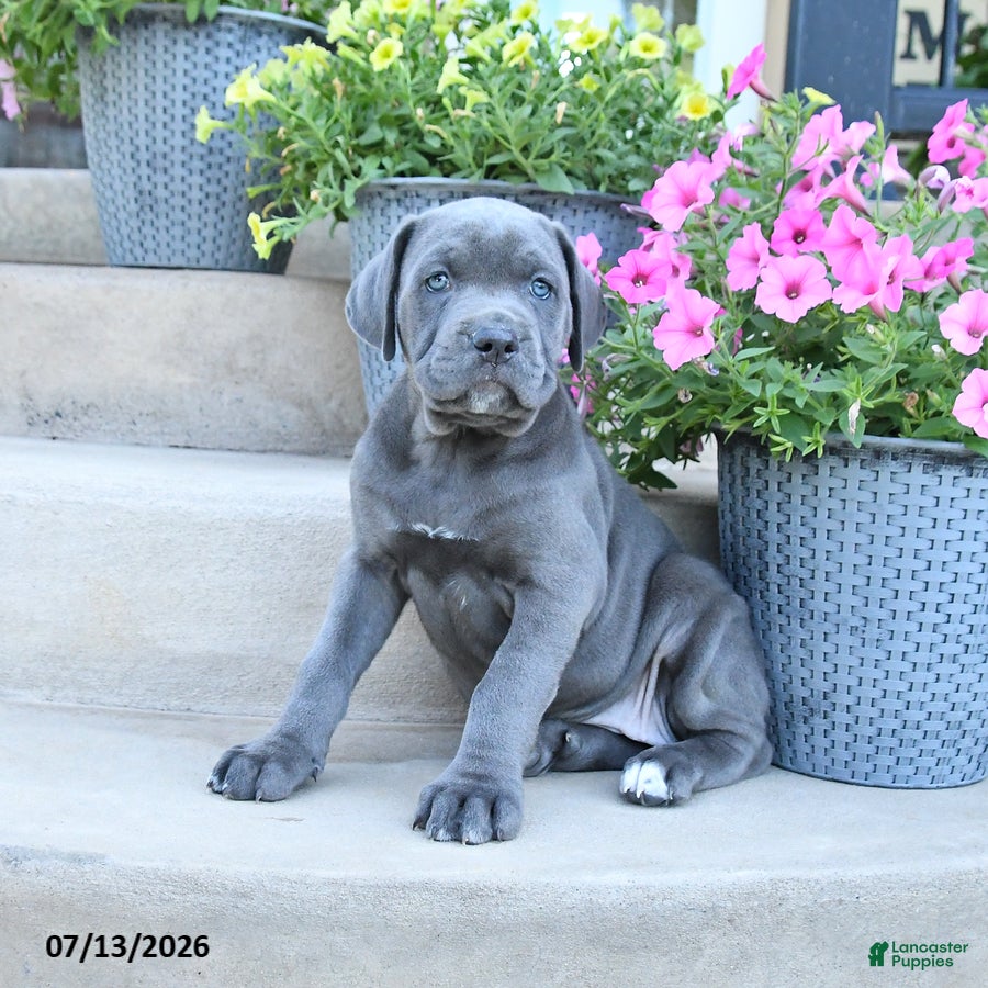 Cane Corso dogs Riley - Ad 1
