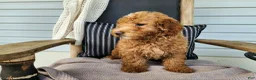 Mini Bernedoodle dogs for sale: Dallas - Ad 6
