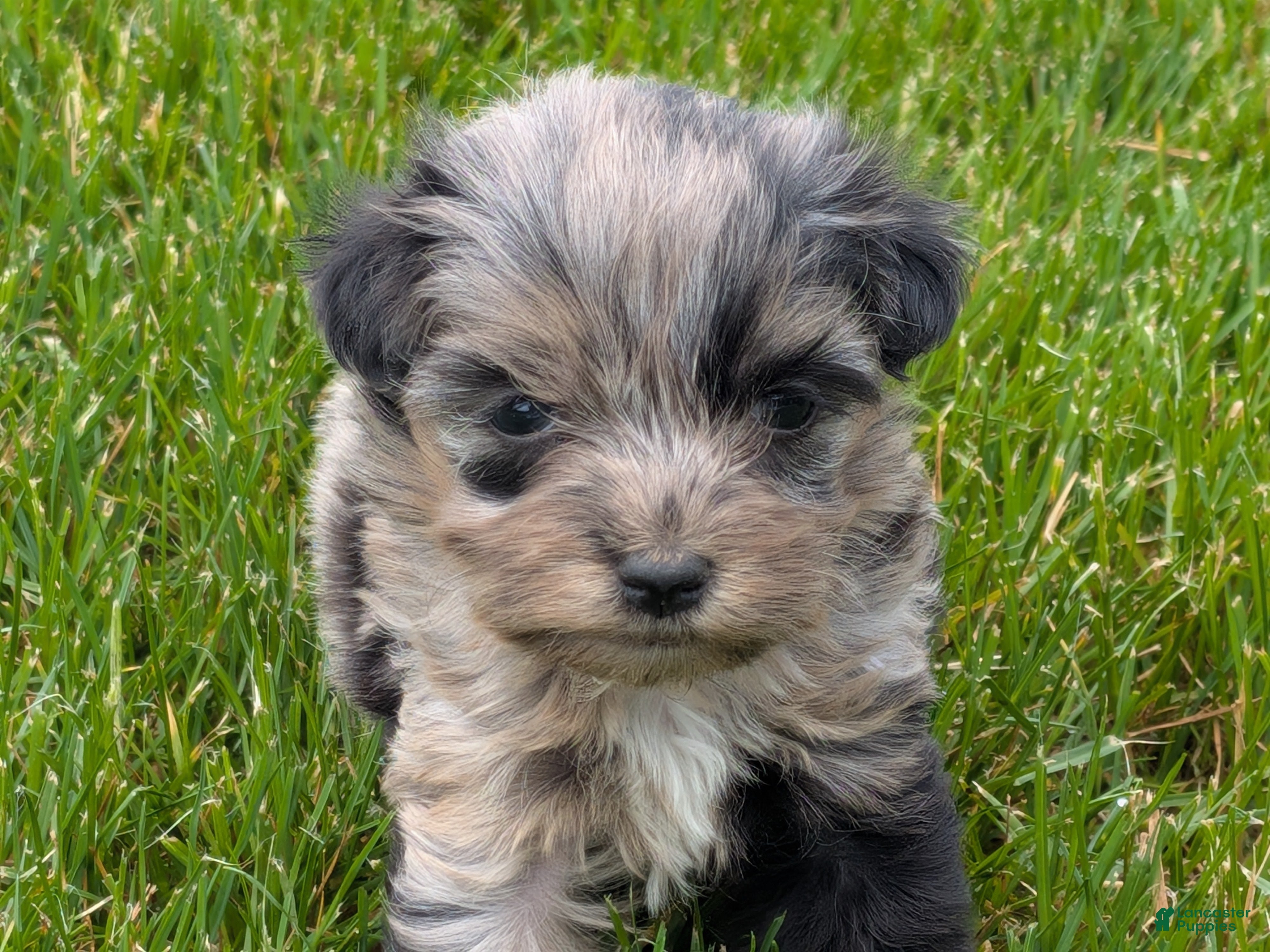 Havapoo dogs Hazel - Ad 1