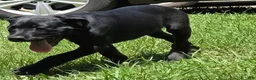 Cane Corso dogs for sale: Cain AKC red collar - Ad 9