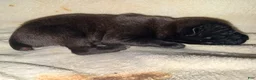 Cane Corso dogs for sale: Ketch AKC - Ad 2
