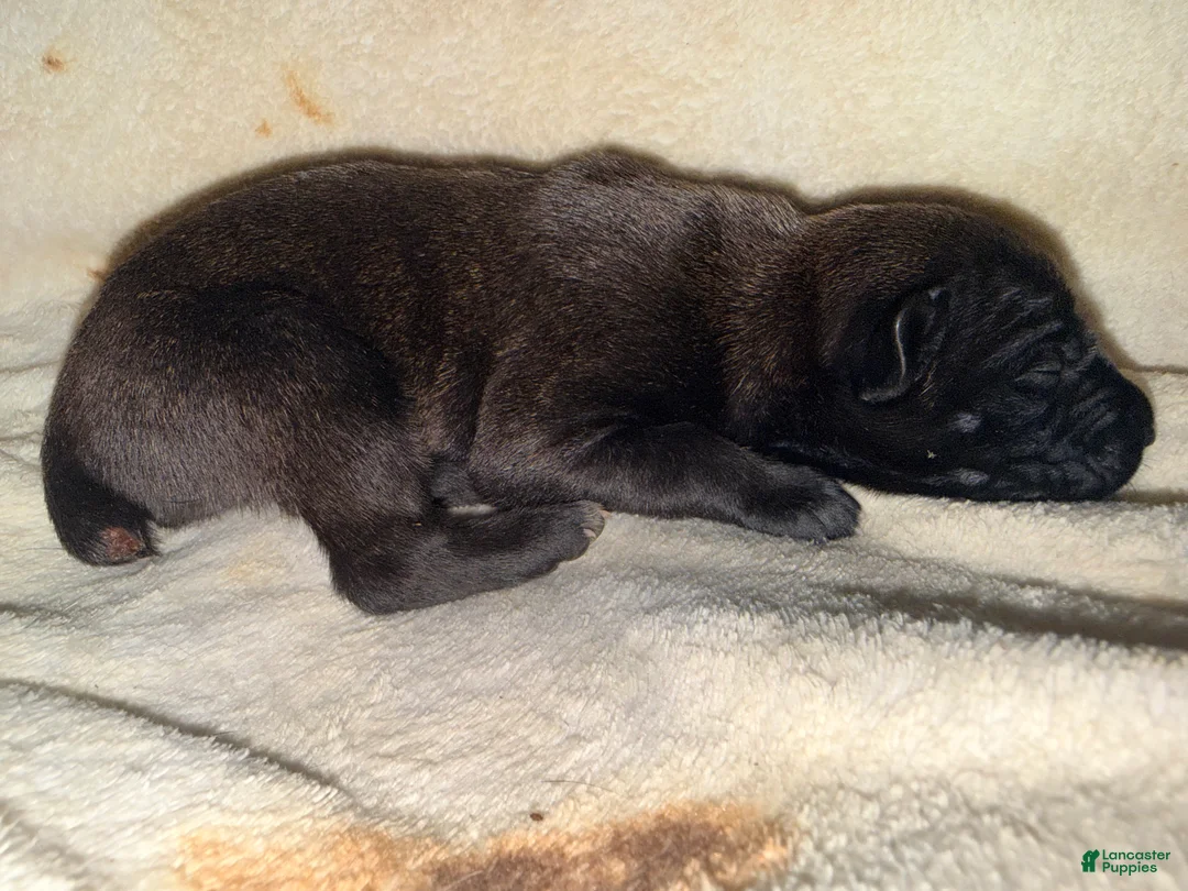 Cane Corso dogs for sale: Ketch AKC - Ad 2