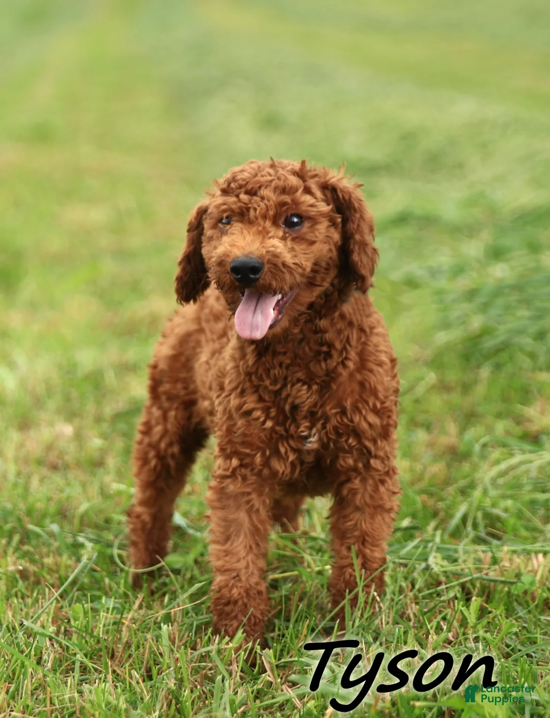 Mini Goldendoodle dogs for sale: Cassie - Ad 5