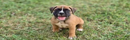 Boxer dogs for sale: Twinny - Ad 10