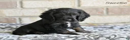 Cocker Spaniel dogs for sale: Sweetie  - Ad 5