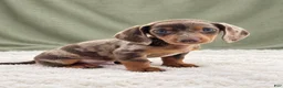 Miniature Dachshund dogs for sale: Miniature Dachshund 2 - Ad 7