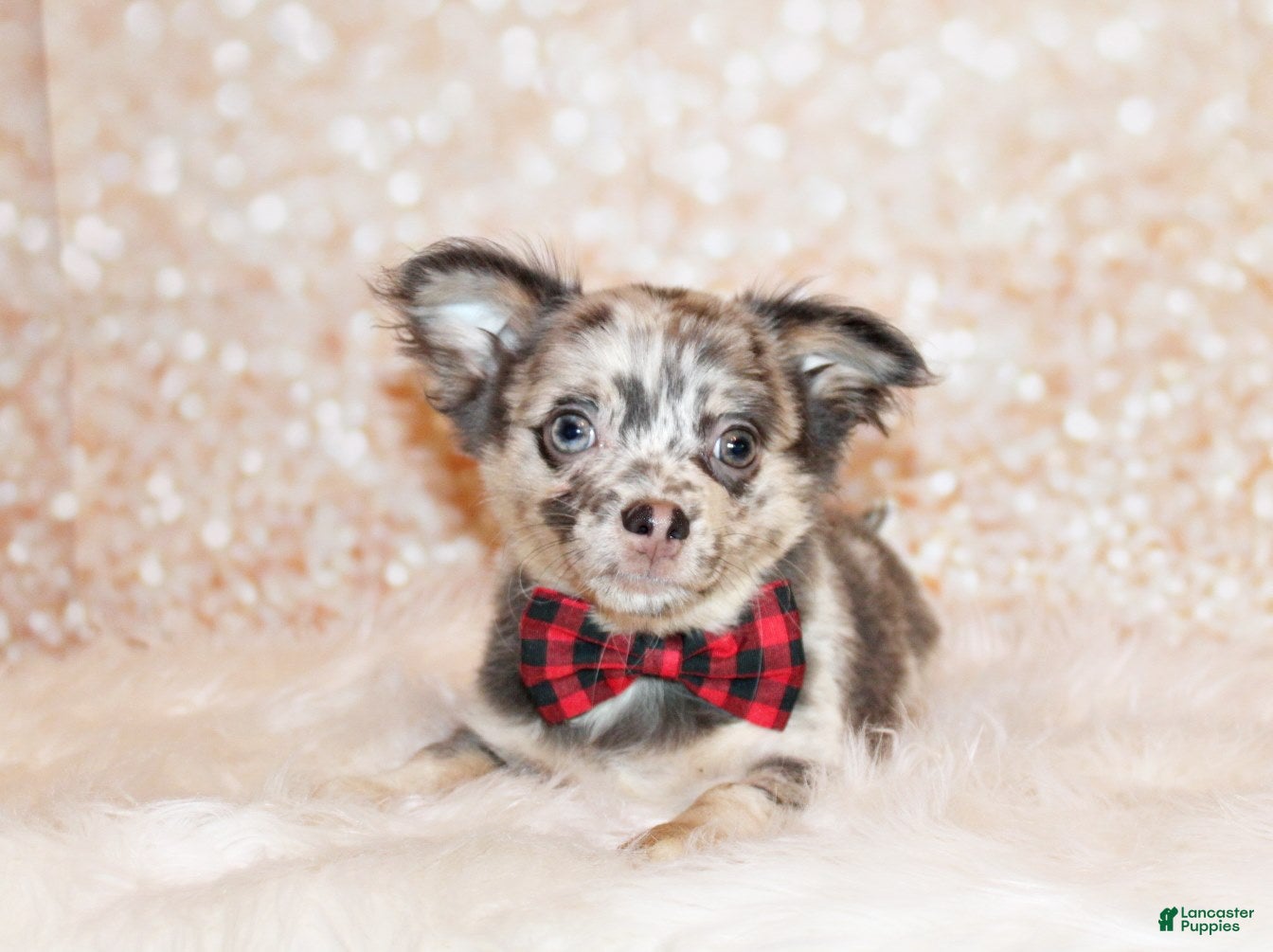 Chihuahua dogs Elgin - Ad 1