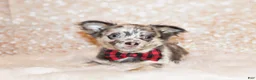 Chihuahua dogs for sale: Elgin - Ad 1
