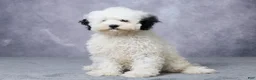 Mini Bernedoodle dogs for sale: Twinkle - Ad 2