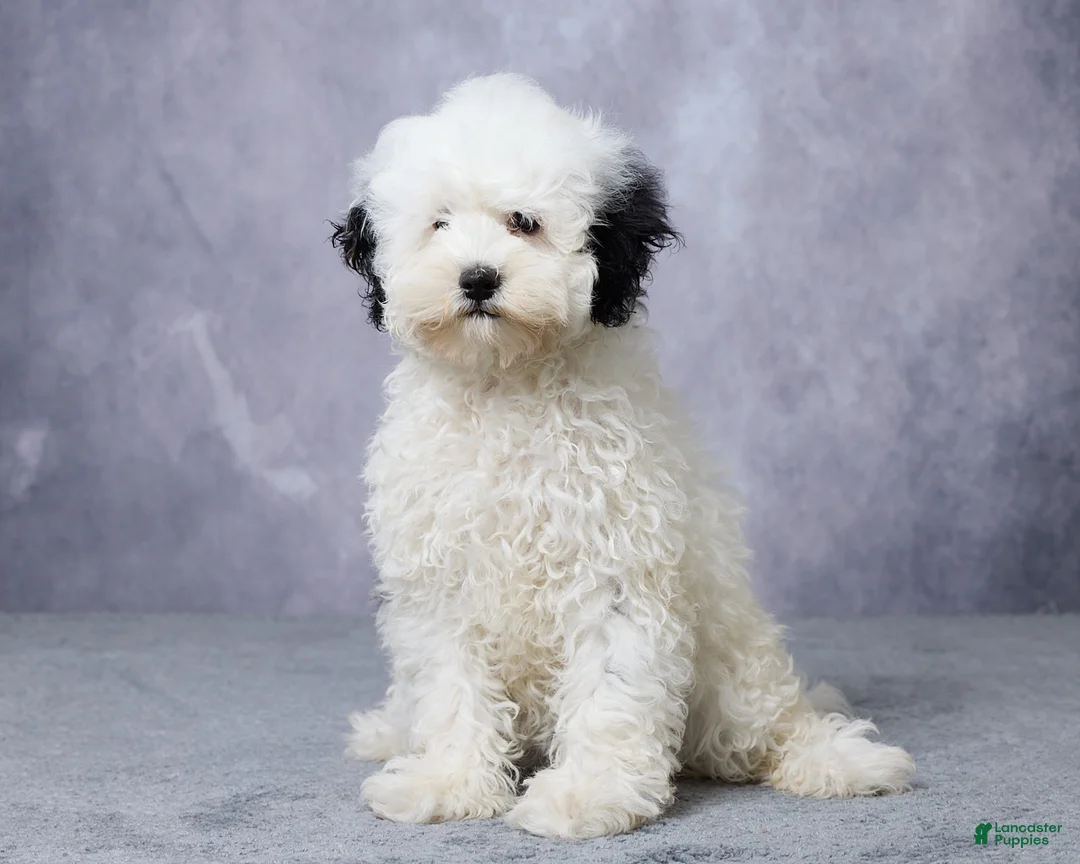 Mini Bernedoodle dogs for sale: Twinkle - Ad 2