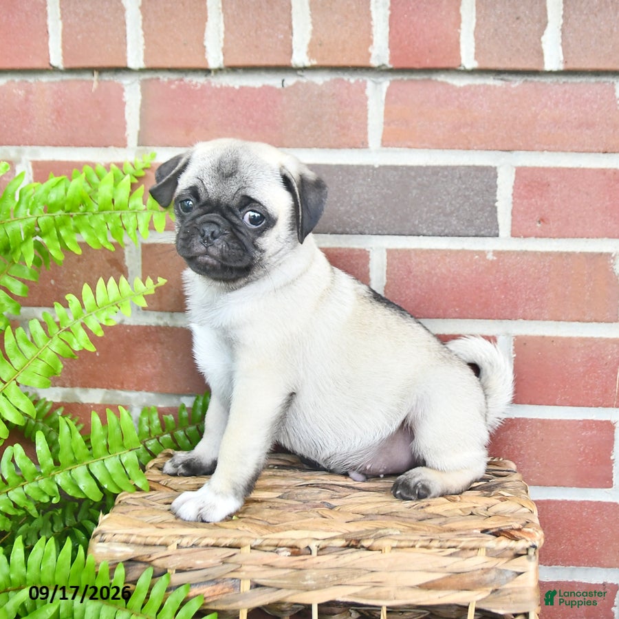 Pug dogs Tonto - Ad 2