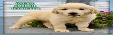 Oscar