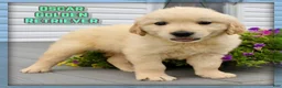 Golden Retriever dogs for sale: Oscar - Ad 1
