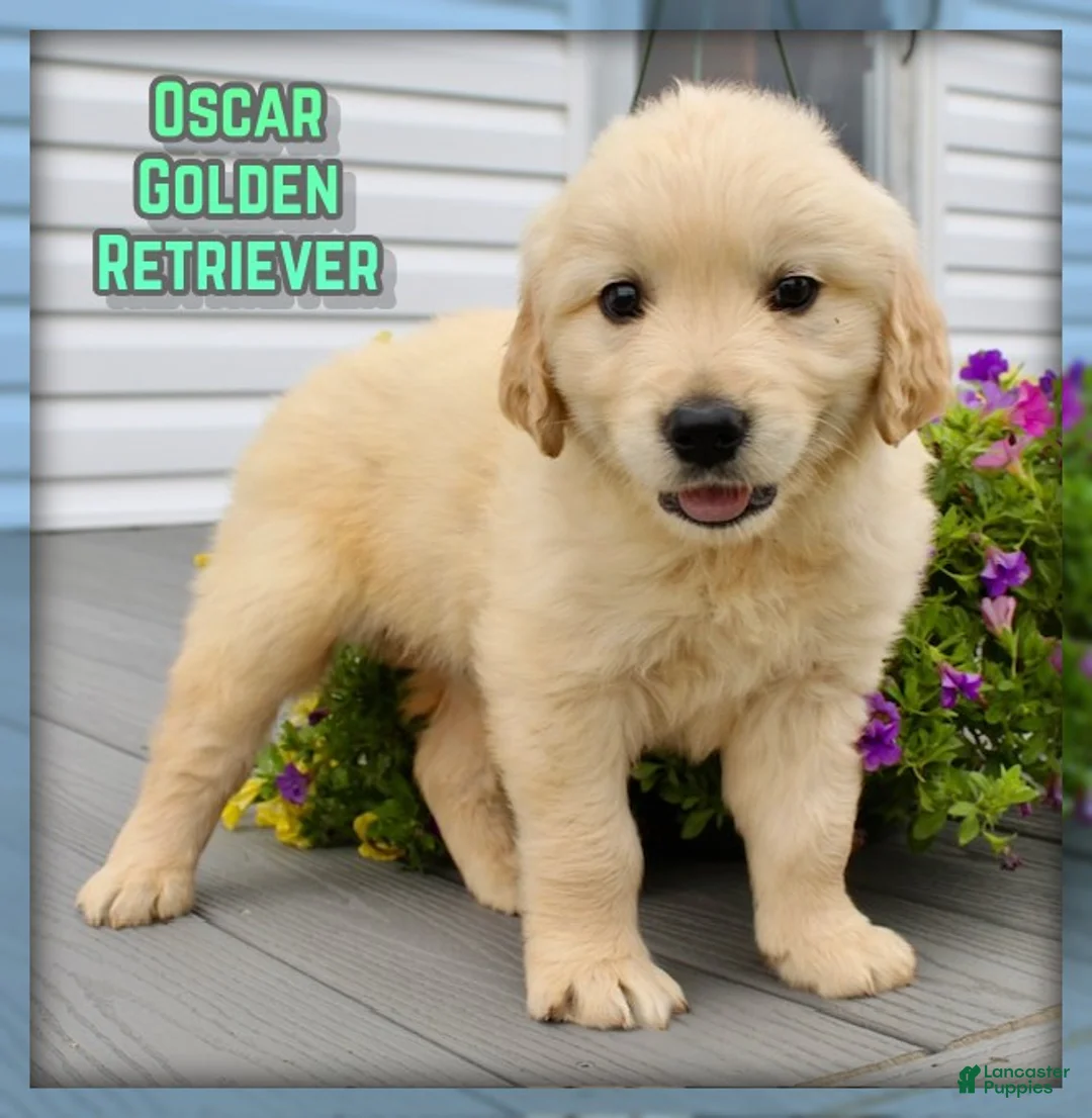 Golden Retriever dogs for sale: Oscar - Ad 1