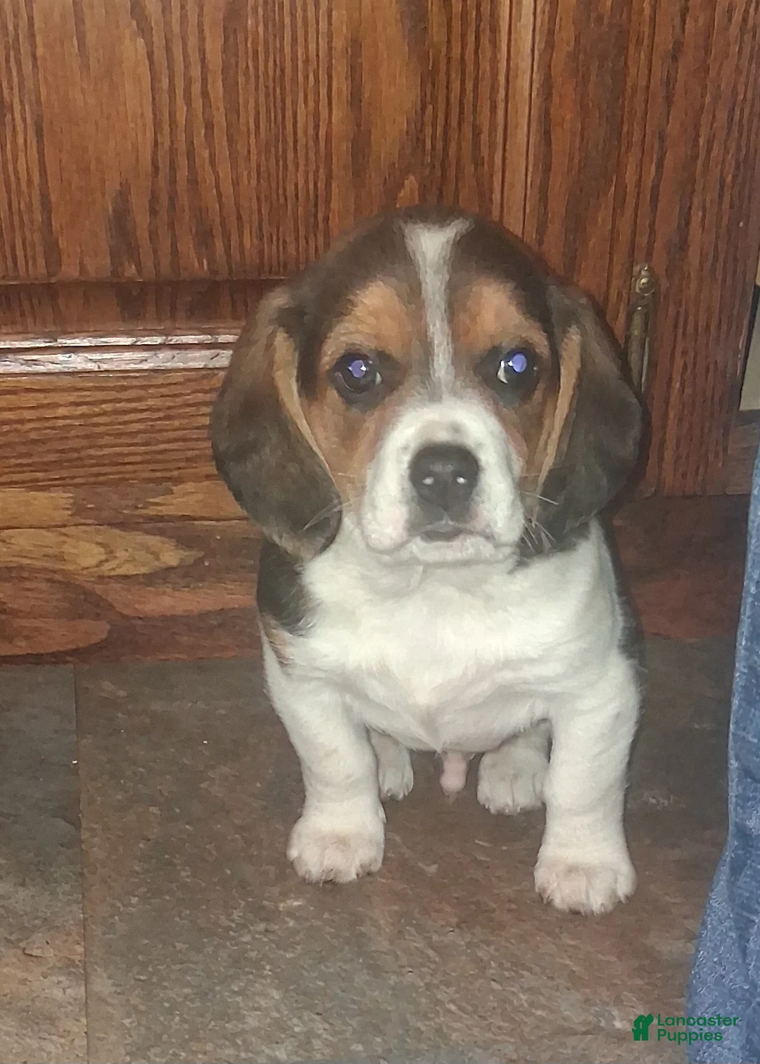 Beagle dogs for sale: Jessie - Ad 1